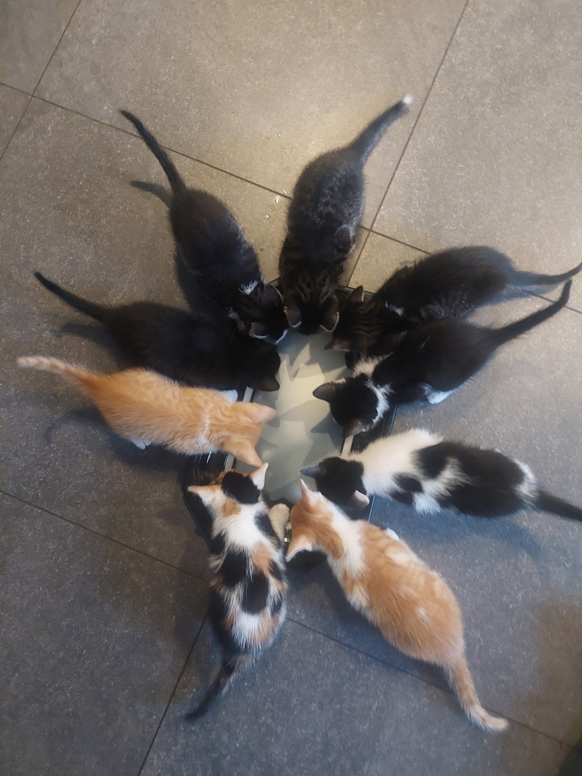 lieve kittens, Dieren en Toebehoren, Katten en Kittens | Overige Katten, Meerdere dieren, Kortharig, 0 tot 2 jaar