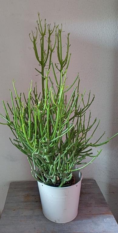 Euphorbia tirucalli, potloodplant, vetplant, Ophalen, Vetplant, Halfschaduw, Minder dan 100 cm