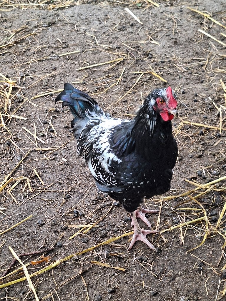 pluimveee, Dieren en Toebehoren, Mannelijk, Kip