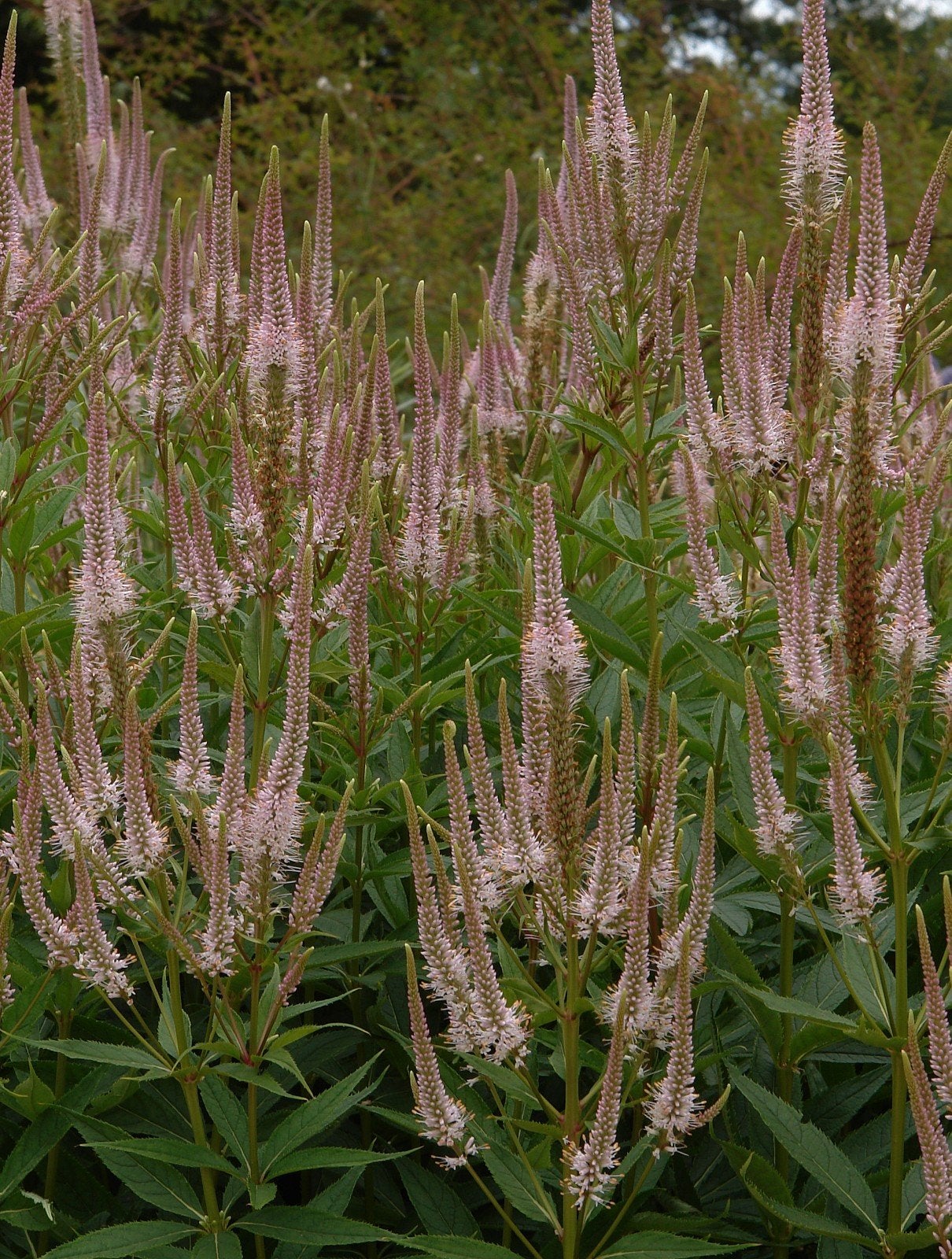 12x veronicastrum virginicum 'Pink Glow', p9 pot, Ophalen, Zomer, Vaste plant, Overige soorten