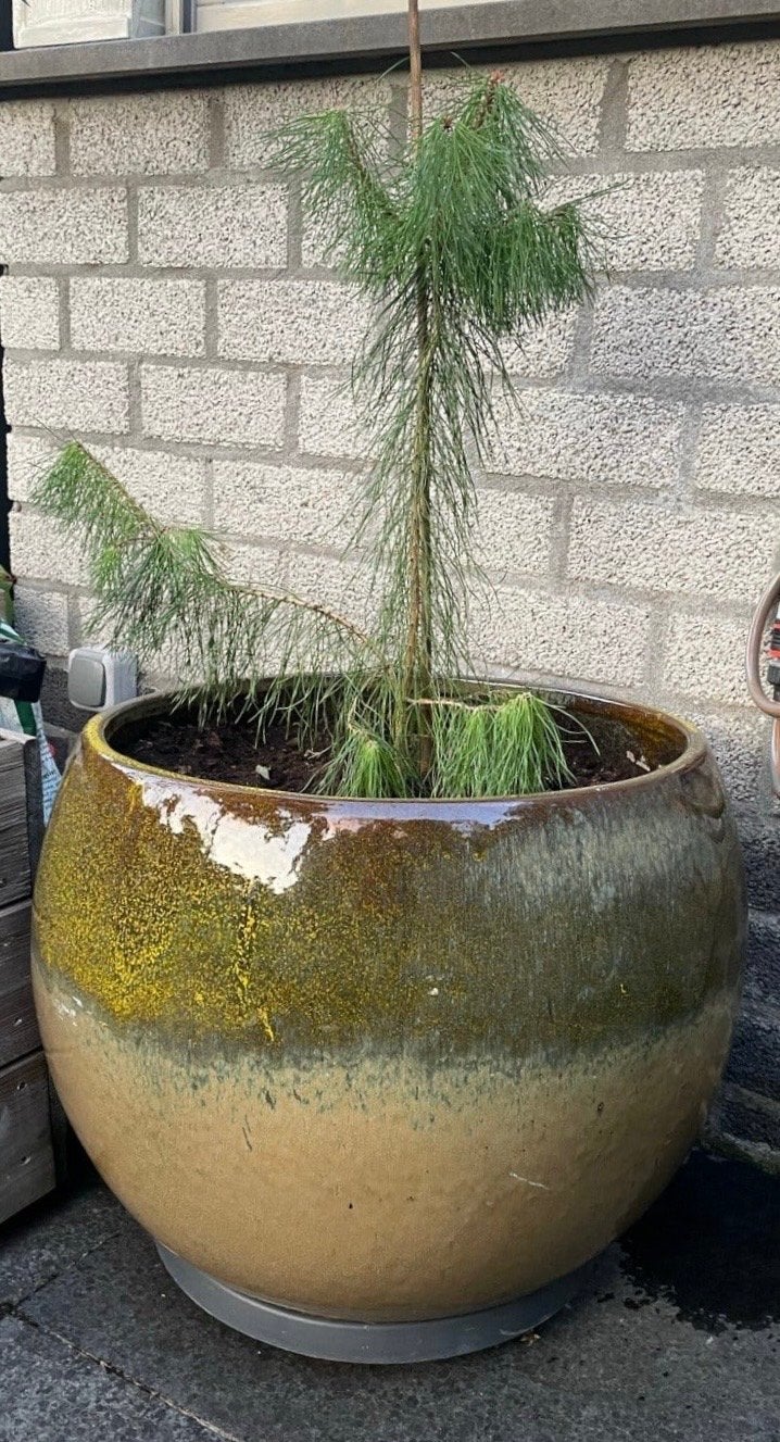 Grote ronde bloempot met glazuur -, Tuin en Terras, Bloempotten, Gebruikt, 40 cm of meer, Rond, Binnen