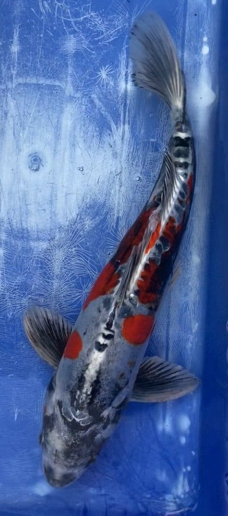 Diverse Japanse Koi karpers vanaf 1 tot 70cm, Dieren en Toebehoren, Vissen | Vijvervissen, Karper of Koi