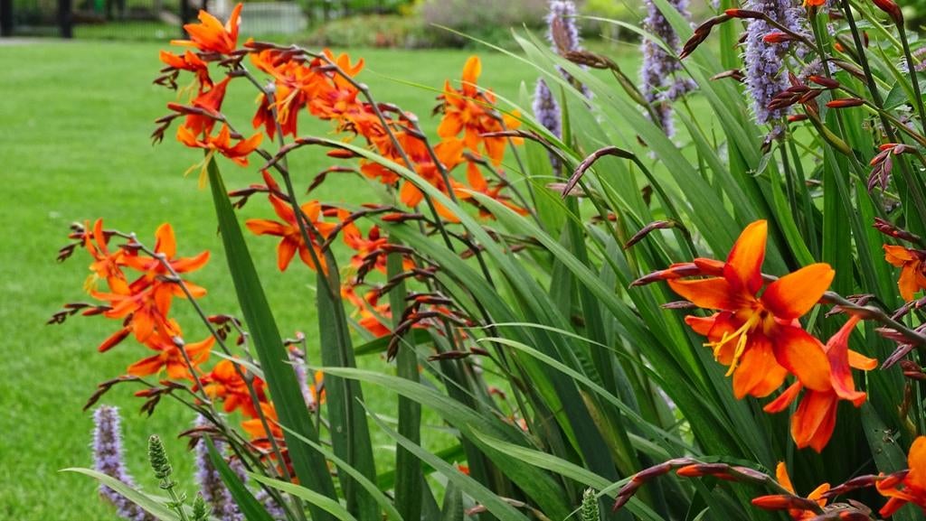 Crocosmia bollen biologisch geteeld (ALLEEN AFHALEN), Tuin en Terras, Bloembollen en Zaden, Ophalen of Verzenden, Volle zon
