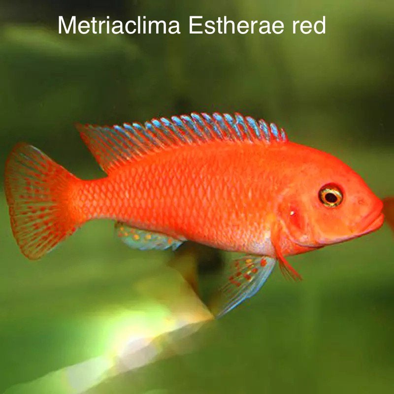 Metriaclima estherae super red ( malawi cichlide ), Vis