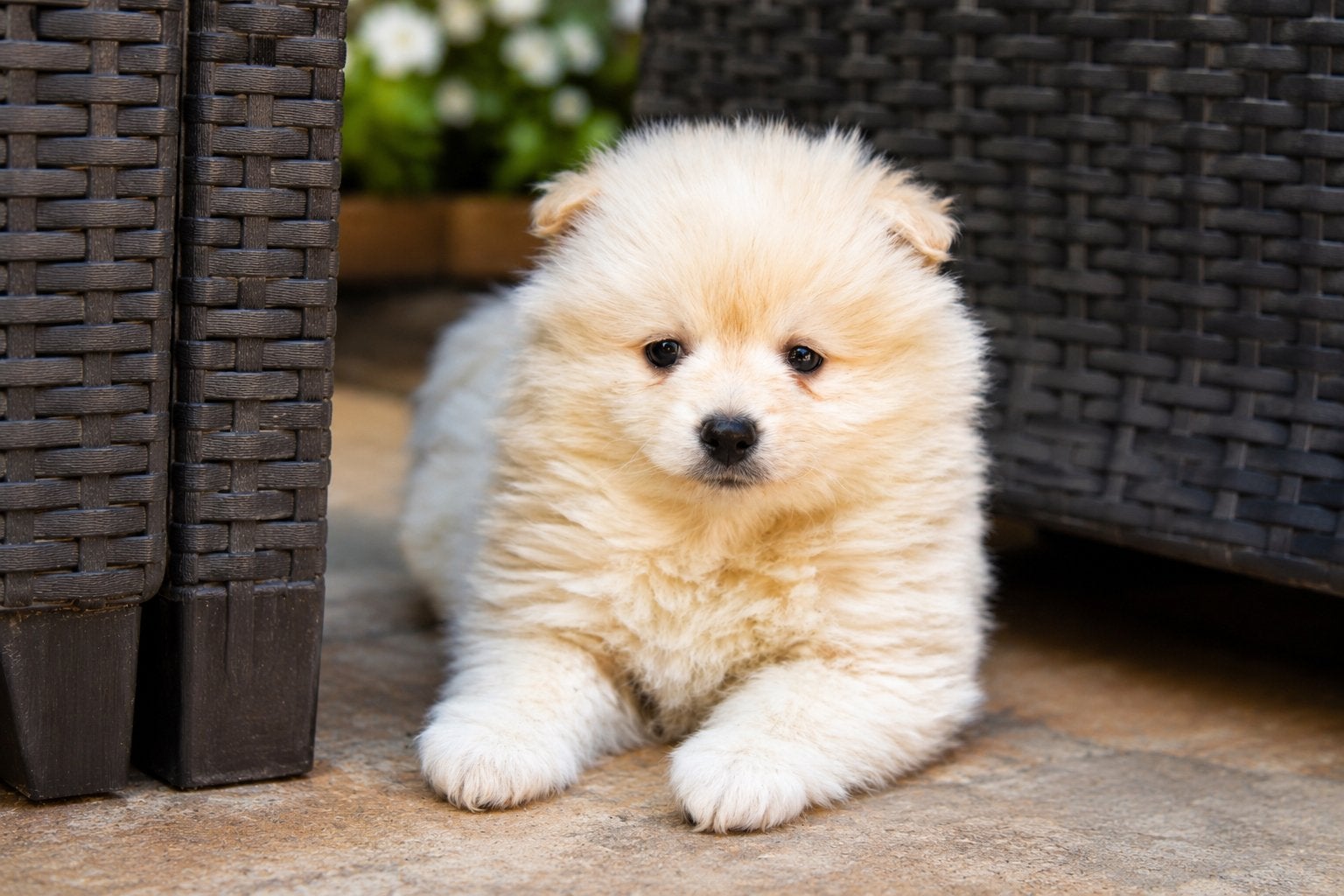 ✨pomeriaan x dwergkees puppys 3 reutjes✨, Parvo, Keeshond, 8 tot 15 weken, Meerdere