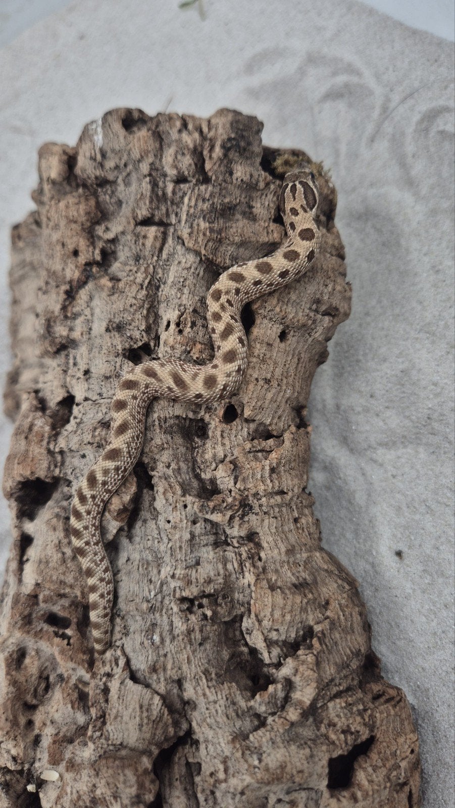 Haakneusslang het snow Hognose Snake photo 4