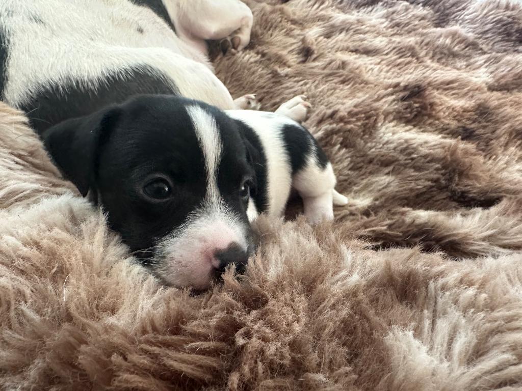 Prachtige Jack Russell pups, Parvo, België, Particulier, Jack Russell Terriër
