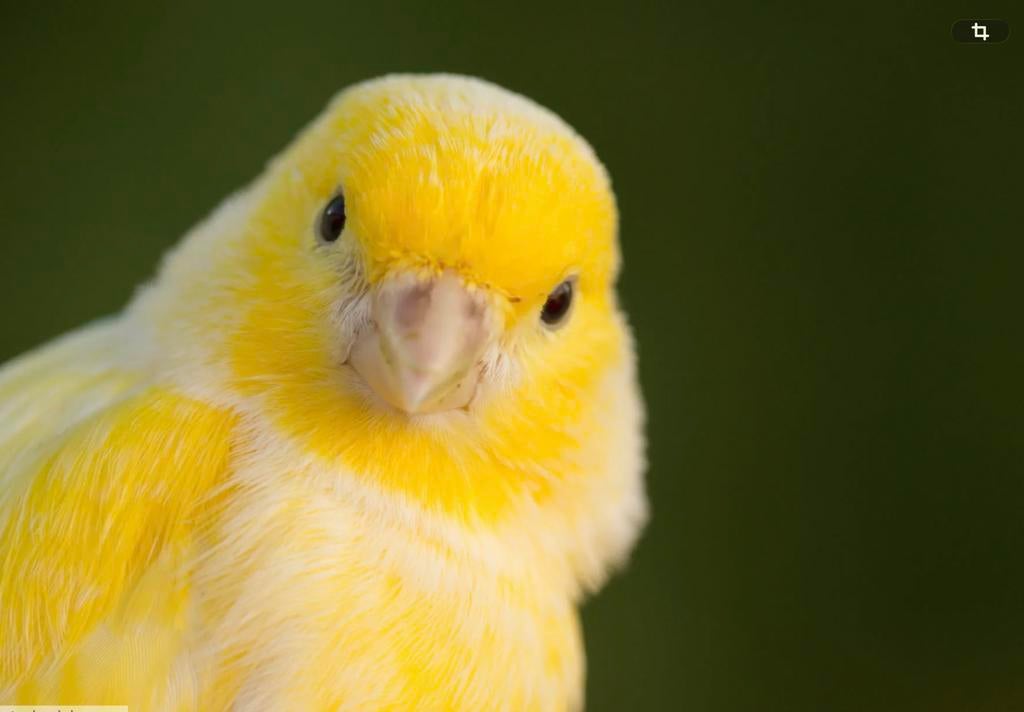 Gezocht kanarie pop, Dieren en Toebehoren, Vogels | Kanaries, Vrouwelijk, Kleurkanarie