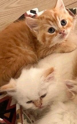 katten en kitten