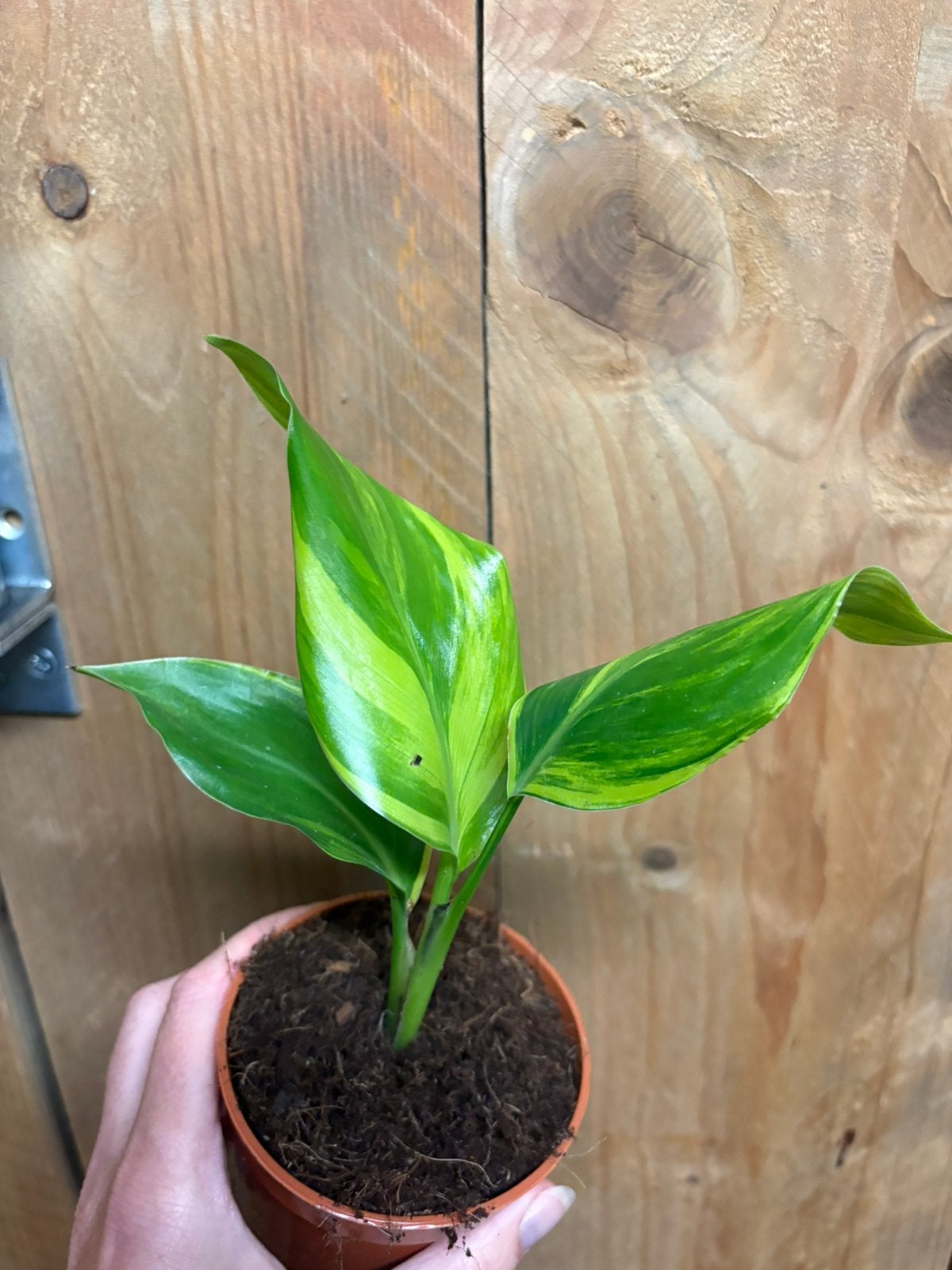 Strelitzia nicolai variegata plant aurea yellow lemon mint, Ophalen of Verzenden, Halfschaduw, Minder dan 100 cm