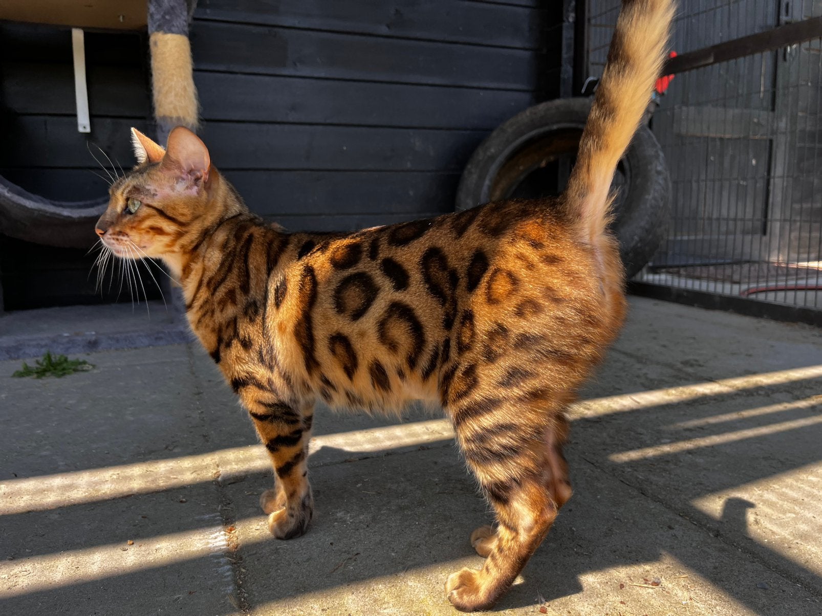 Lieve Bengaal poes zoekt een nieuw huisje, Poes, Met stamboom, 3 tot 5 jaar