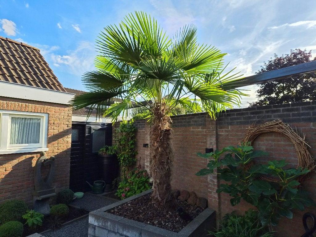 Palmboom 170 cm, Tuin en Terras, Volle zon, Vaste plant, Bloeit niet, Ophalen