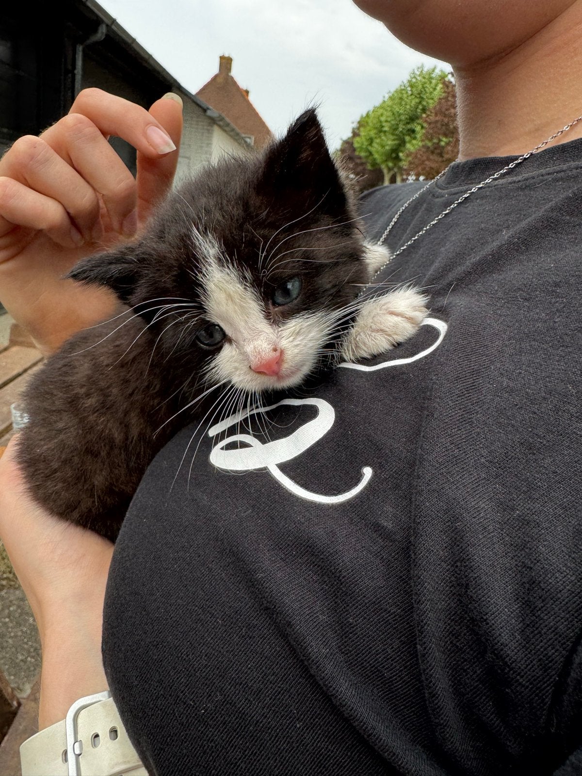 Kitten zwart wit, Ophalen, Nieuw
