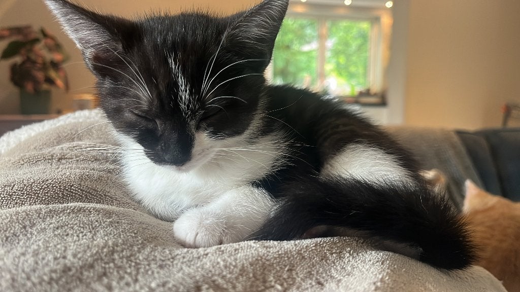 Kittens - Gereserveerd, Dieren en Toebehoren, Meerdere dieren, Kortharig