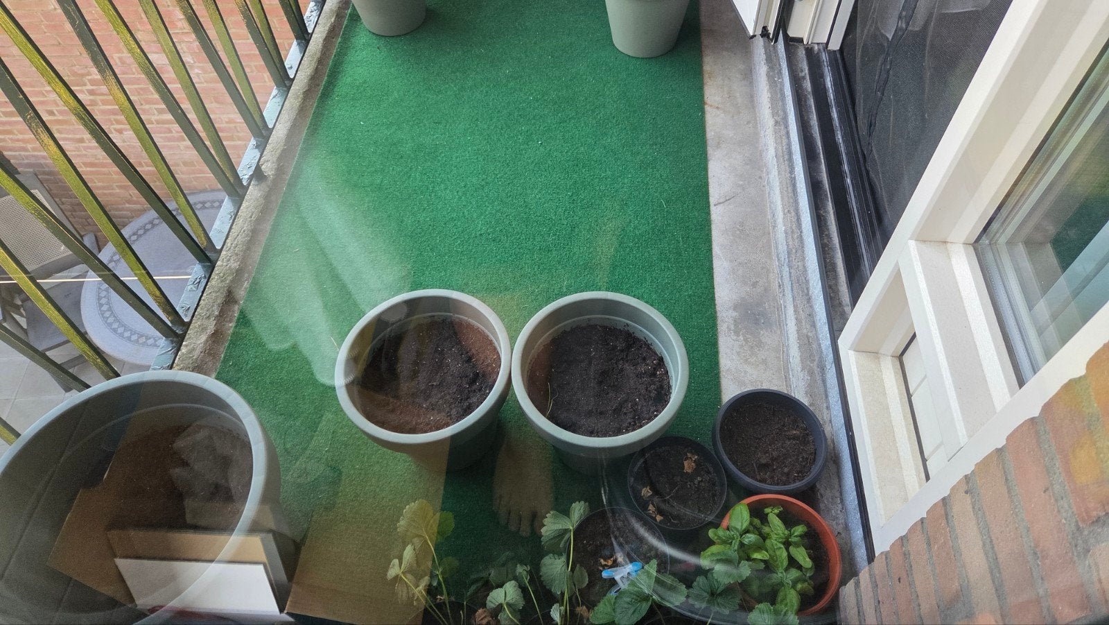 Diverse groente- en fruitplanten in potten, Ophalen, Volle zon, Vaste plant, Fruitplanten