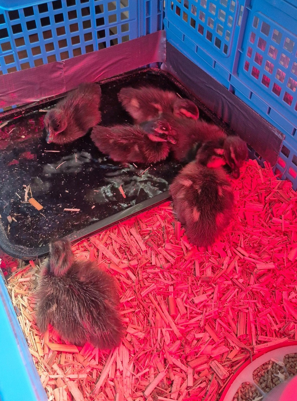Loopeend kuikens, Dieren en Toebehoren, Pluimvee | Toebehoren, Ophalen, Overige typen