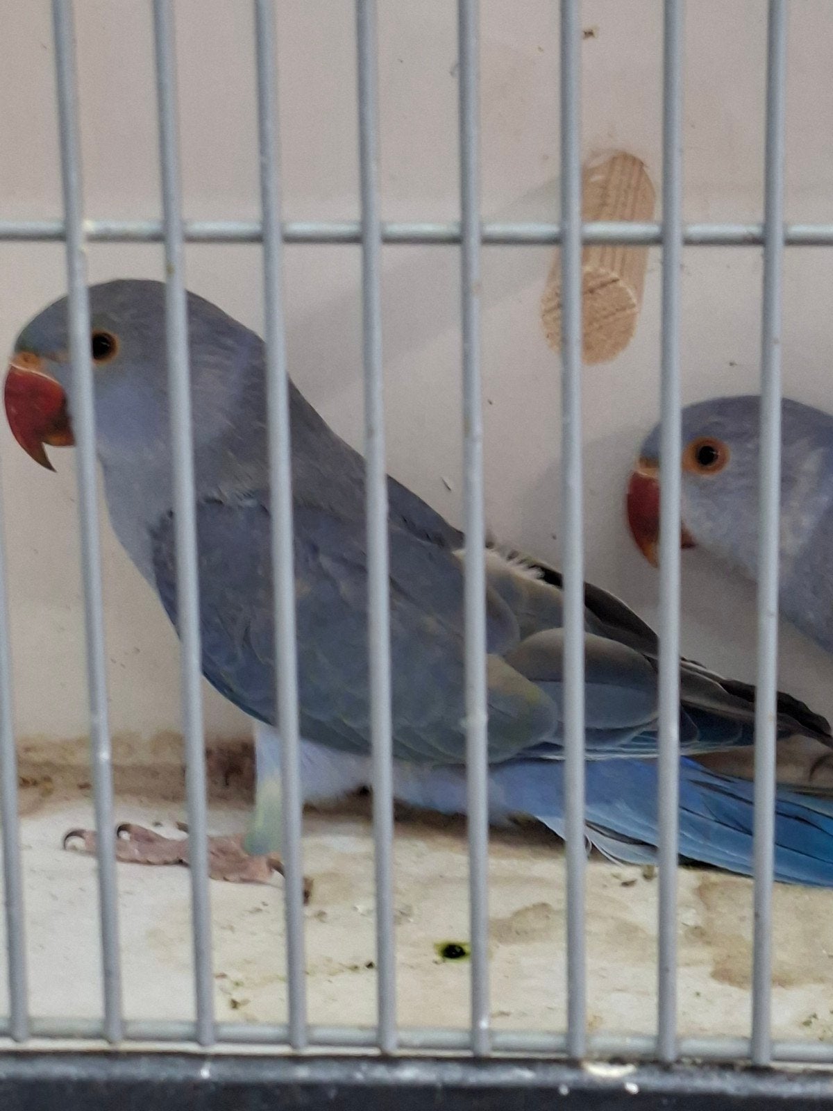 27 jonge halsbanden, Mannelijk, Parkiet, Geringd