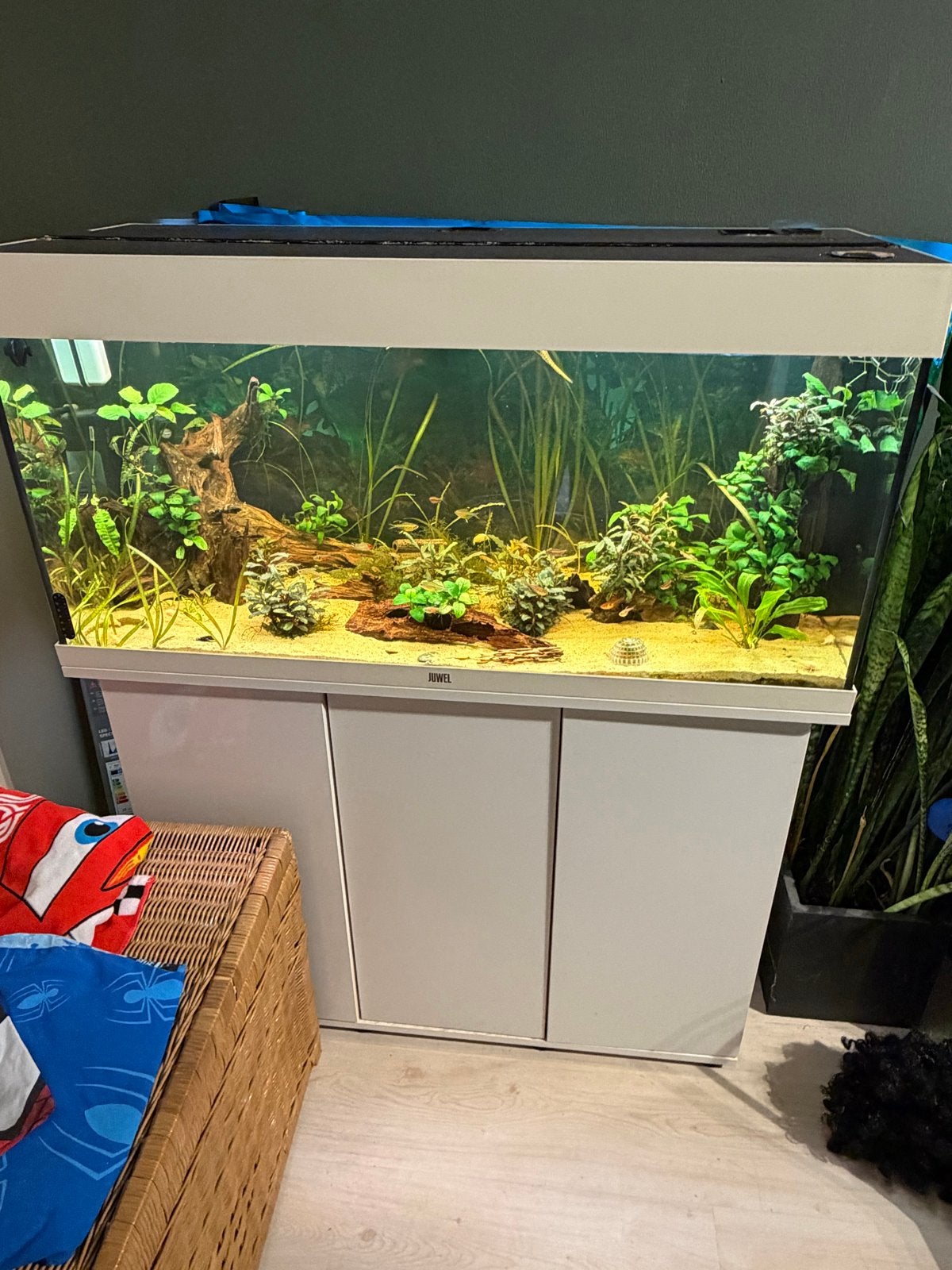 JUWEL Rio 180 Aquarium met meubel, planten, hout en vissen, Dieren en Toebehoren, Ophalen of Verzenden, Gevuld zoetwateraquarium