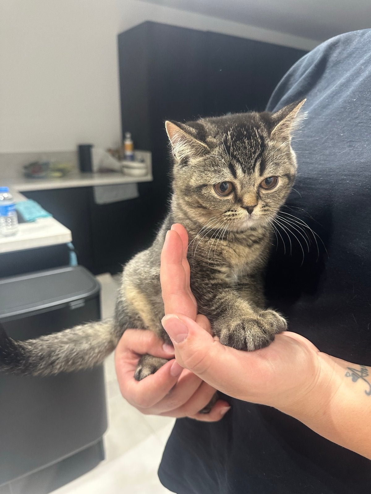 Britse korthaar kittens, Kater, Kortharig, 0 tot 2 jaar