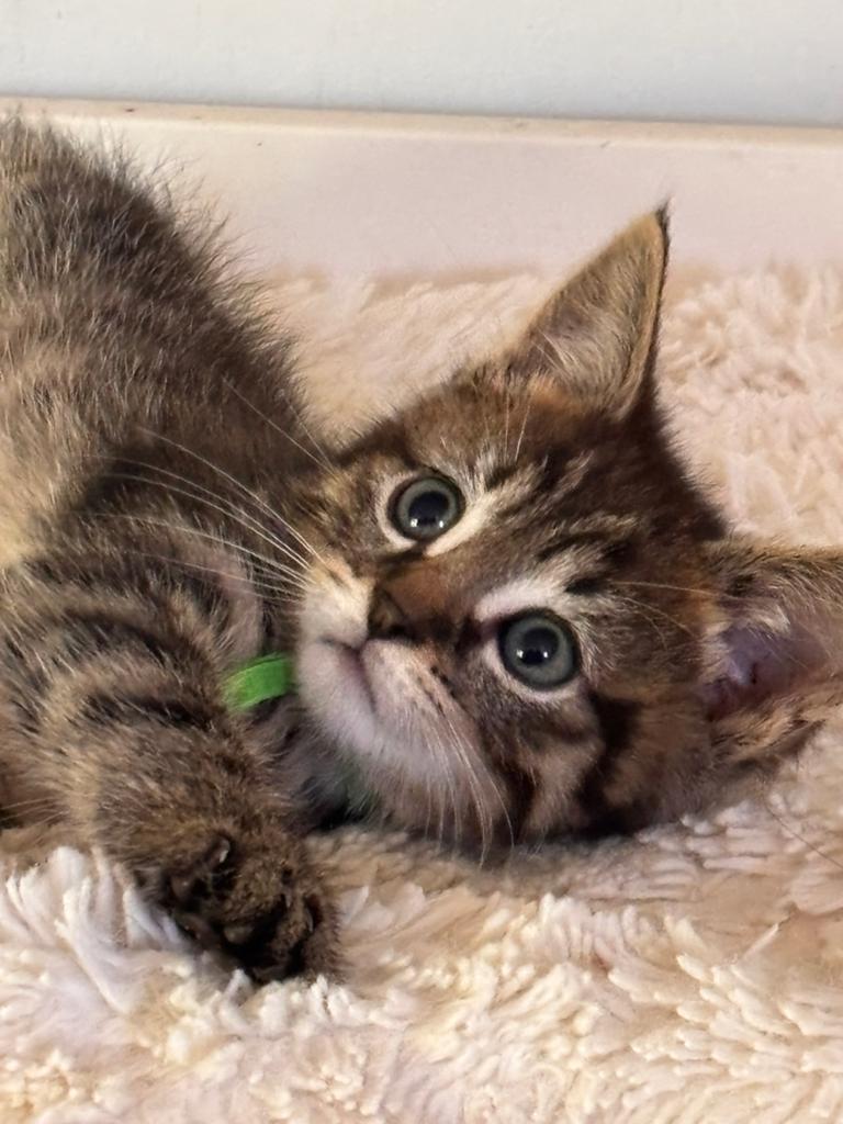 Prachtige mooie en lieve kittens, mama & papa x maine coon, Dieren en Toebehoren, Katten en Kittens | Overige Katten, Meerdere dieren