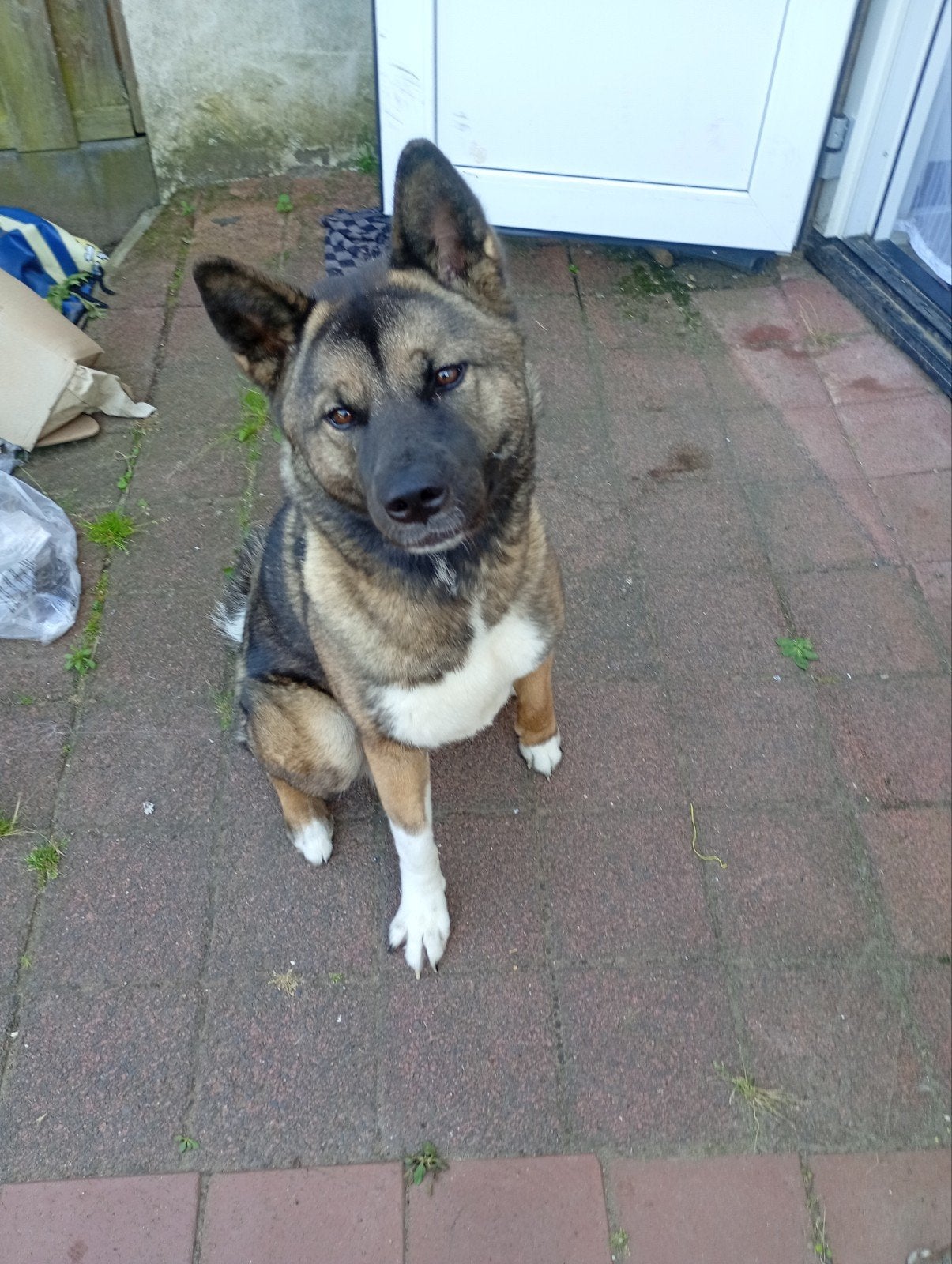 Amerikaanse Akita teefje  te koop, Dieren en Toebehoren, Honden | Poolhonden, Keeshonden en Oertypen, Overige rassen, 1 tot 2 jaar