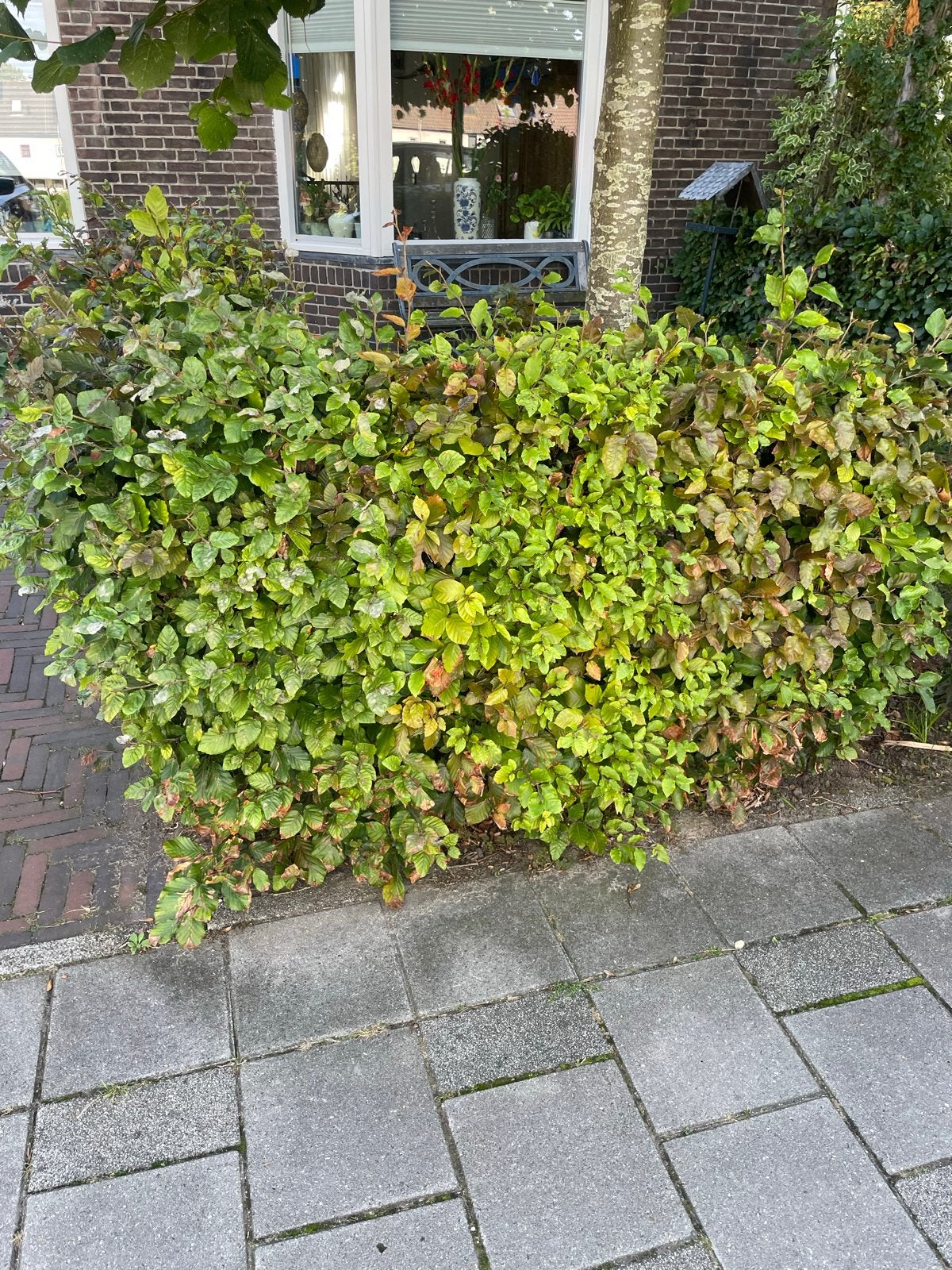 Beukenhaag - Groene haagplanten voor uw tuin, Ophalen, Beukenhaag, Haag, 100 tot 250 cm