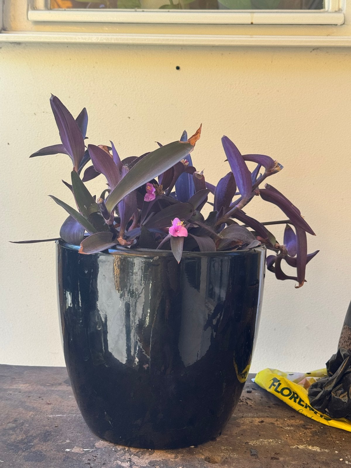 Tradescantia Pallida (Paarse Hart) in pot, Ophalen, Overige soorten, Halfschaduw, In pot