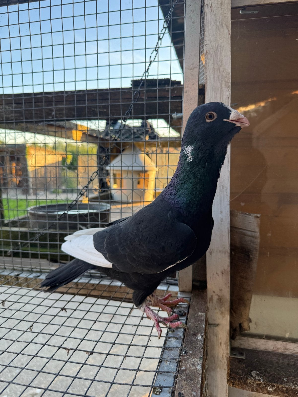 duiven, Dieren en Toebehoren, Meerdere dieren, Overige soorten