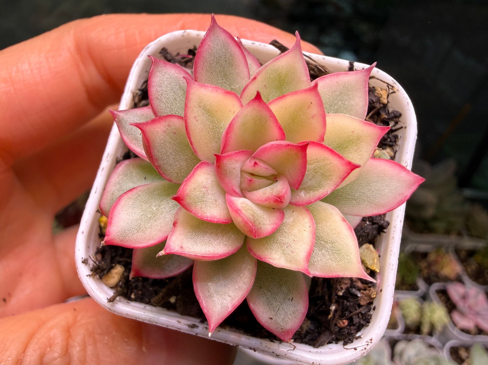 Echeveria mebina variegata/pot 4cm/vetplant/succulent, Huis en Inrichting, Ophalen of Verzenden, Halfschaduw, Minder dan 100 cm