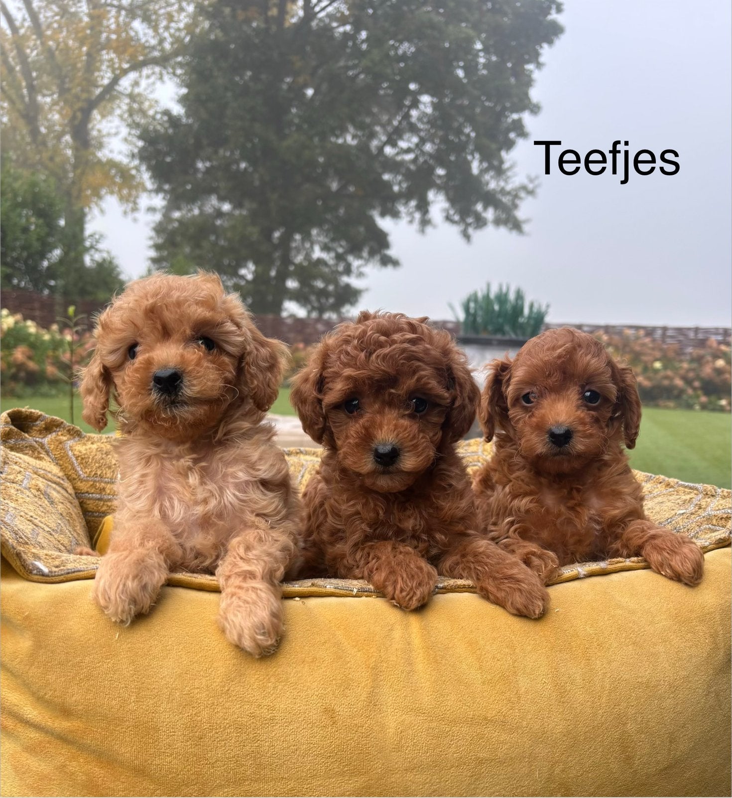 Labradoodle mini pups, Dieren en Toebehoren, Nederland, Overige rassen, 8 tot 15 weken, Meerdere