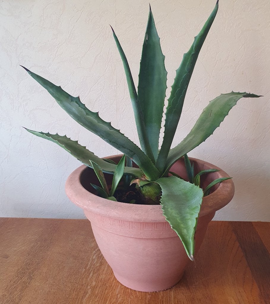 Agave in pot met 6 stekken - Hoogte 50 en Ø 60 cm, Tuin en Terras, Volle zon, Vaste plant, Bloeit niet, Ophalen