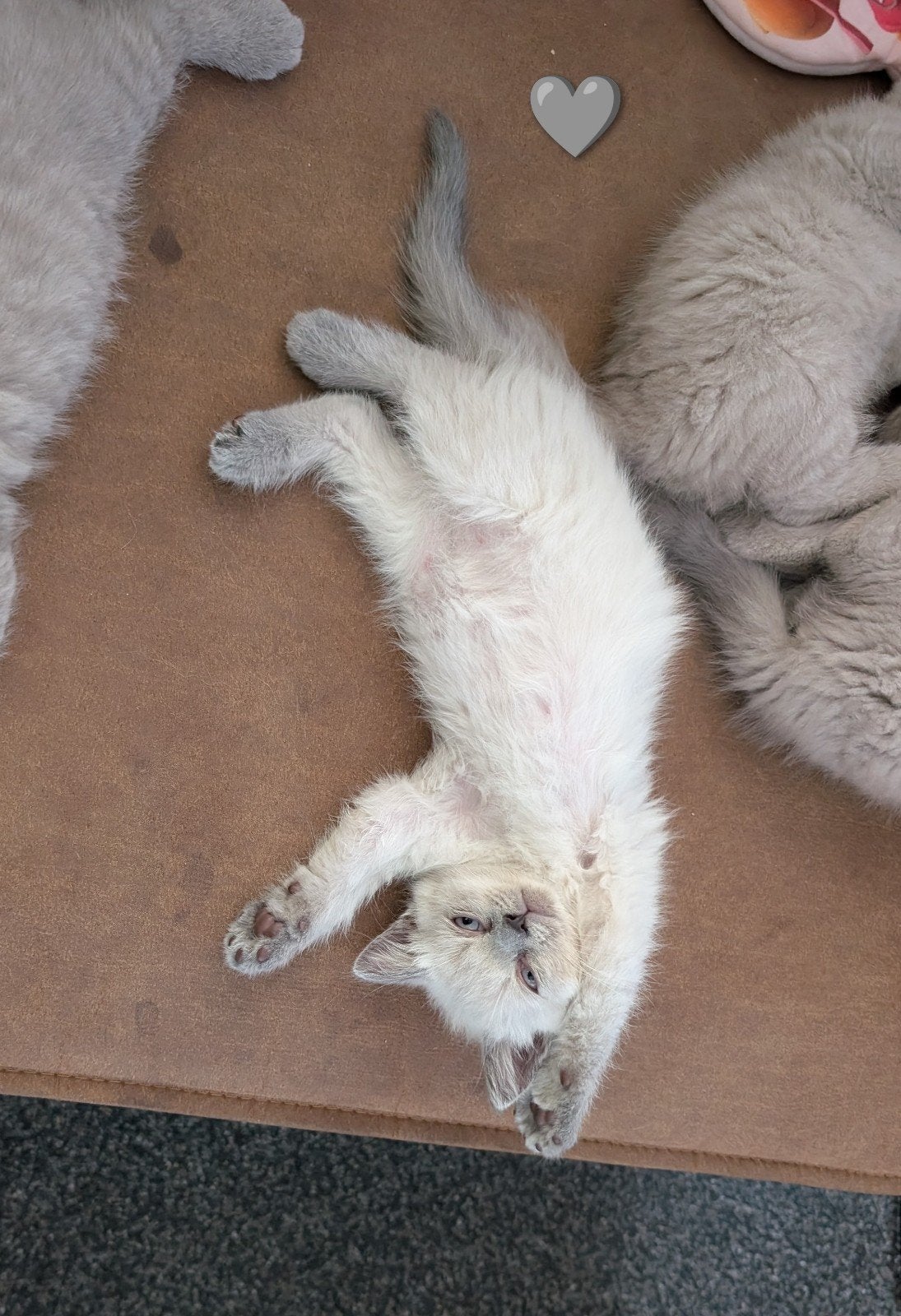 Nog 4 Britse korthaar kittens beschikbaar, Dieren en Toebehoren, Katten en Kittens | Raskatten | Korthaar, Meerdere dieren, Ontwormd