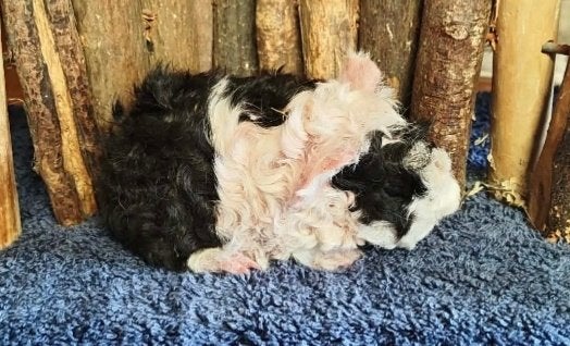 Lunkarya beertje, Dieren en Toebehoren, Knaagdieren, Cavia, Juni, Mannelijk, Tam