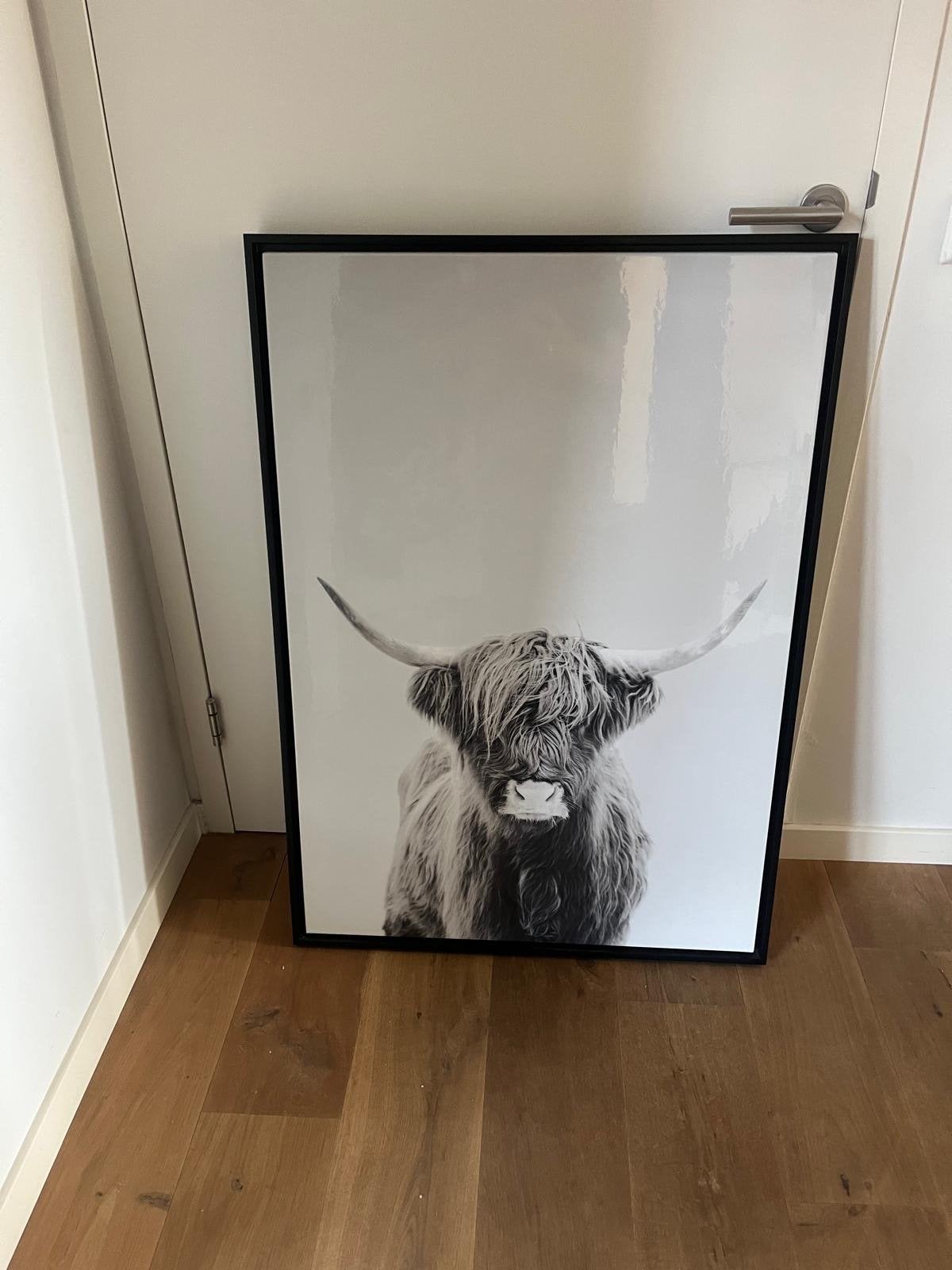 Schilderij Schotse Hooglander zwart-wit, Ophalen, Zo goed als nieuw, Schilderij, 75 – 100