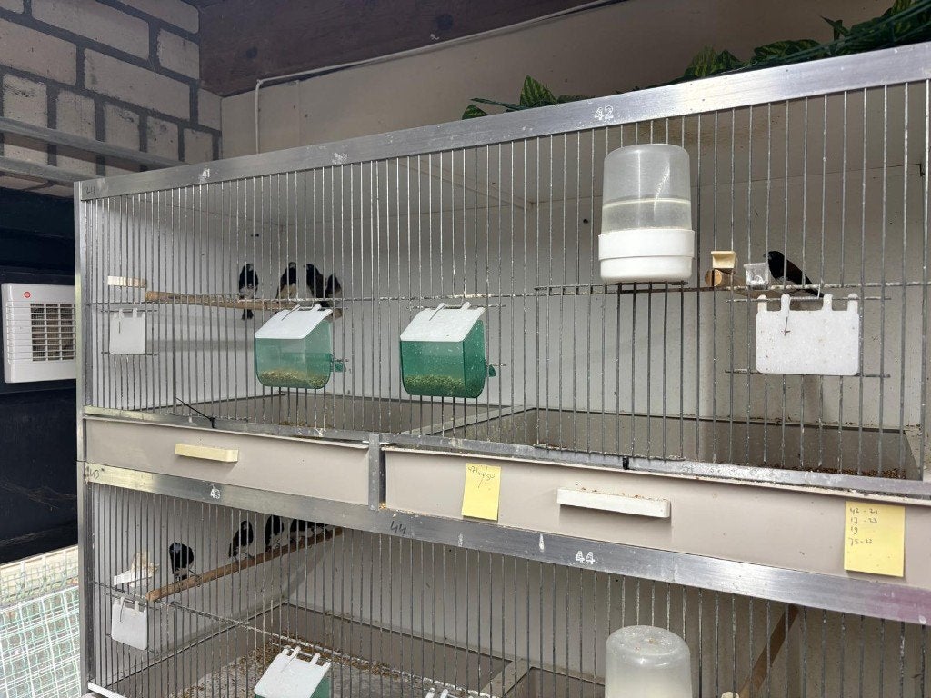 Zwartborstrietvinken - Lonchura Teerinki, Meerdere dieren, Tropenvogel, Geringd