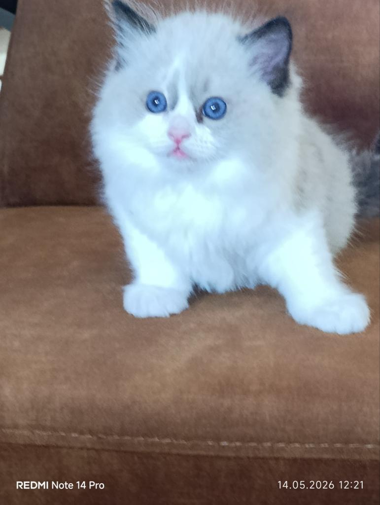 Ragdoll katertje, Meerdere dieren, Gechipt