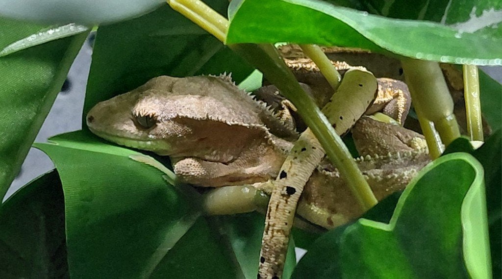 Wimpergekko (Correlophus ciliatus), Dieren en Toebehoren, Hagedis, 0 tot 2 jaar