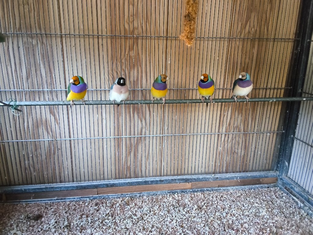 Te koop of ruil gouldamadines., Dieren en Toebehoren, Meerdere dieren, Tropenvogel, Geringd