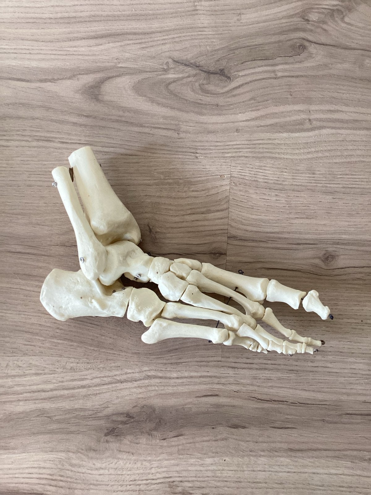 Skelet van voet nieuw, Ophalen of Verzenden, Nieuw, Overige typen