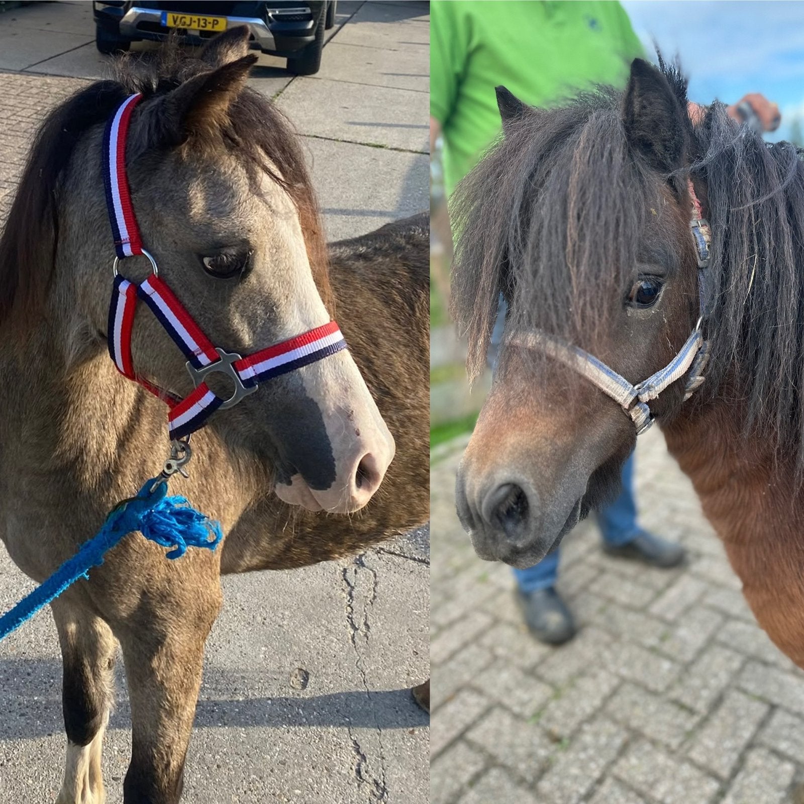 Shetlander en Gave A- Welsh merrie te koop!, Met stamboom, 0 tot 2 jaar, A pony (tot 1.17m), Onbeleerd