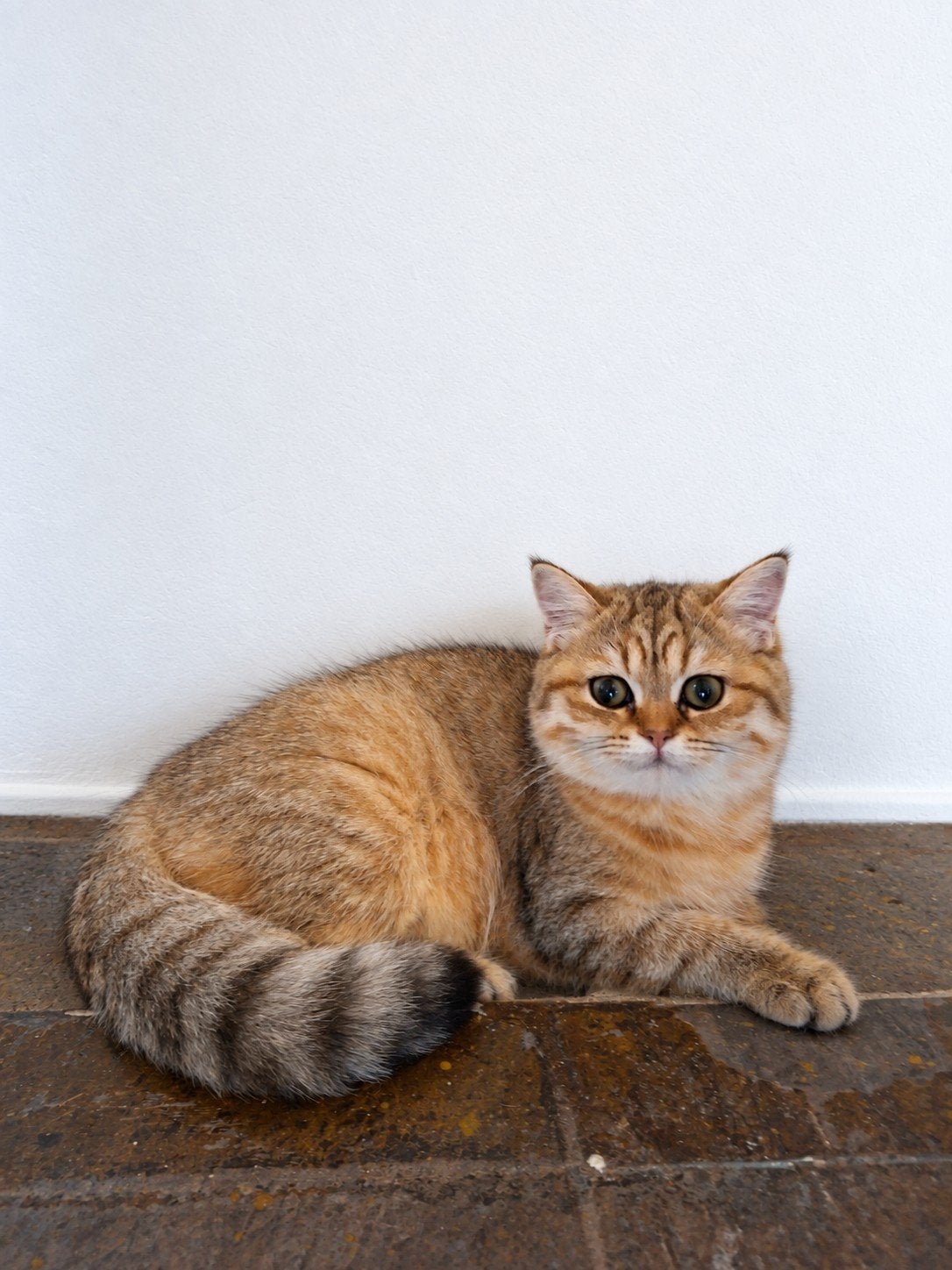 Kittens Britse langhaar/korthaar kruising, Poes, Kortharig, 0 tot 2 jaar