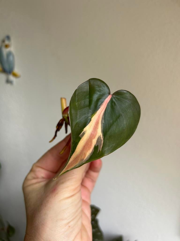 Philodendron silver stripe, stek, Huis en Inrichting, Kamerplanten, Ophalen of Verzenden, Halfschaduw, Minder dan 100 cm