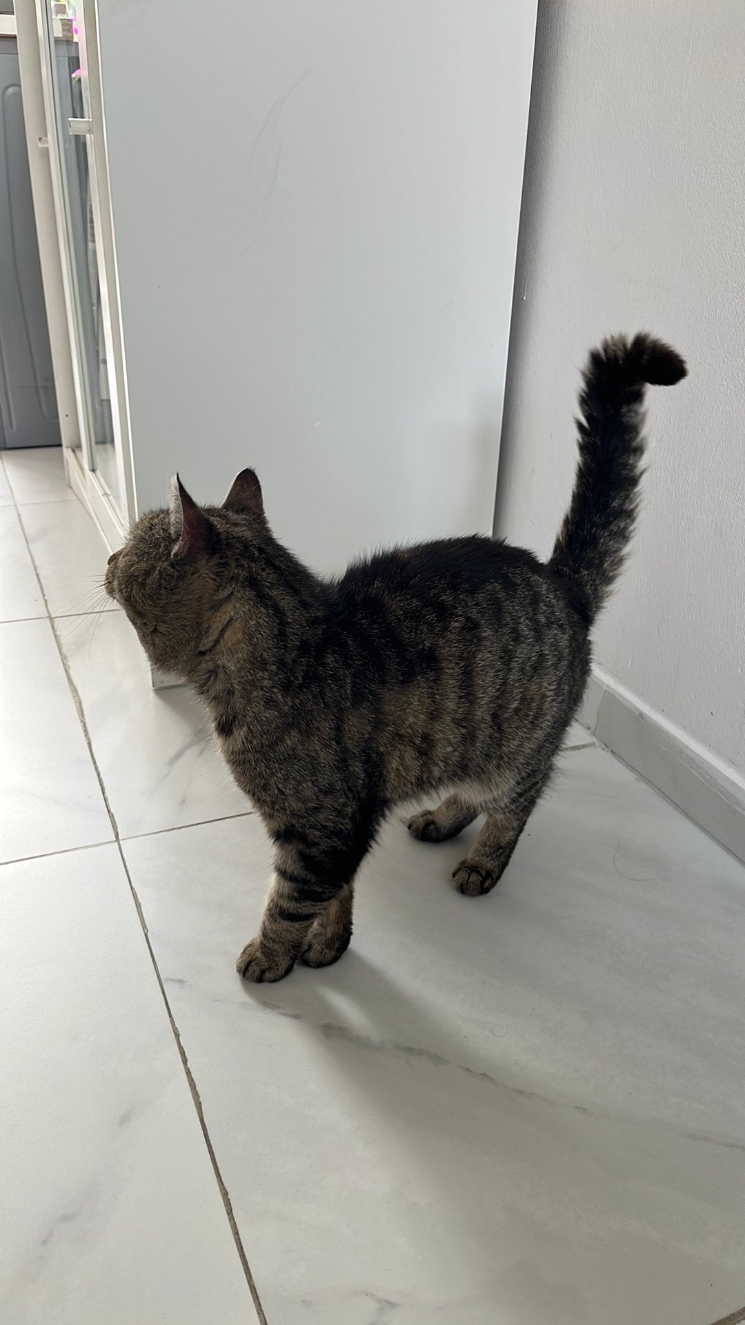 Kater 10 jaar oud, Kater