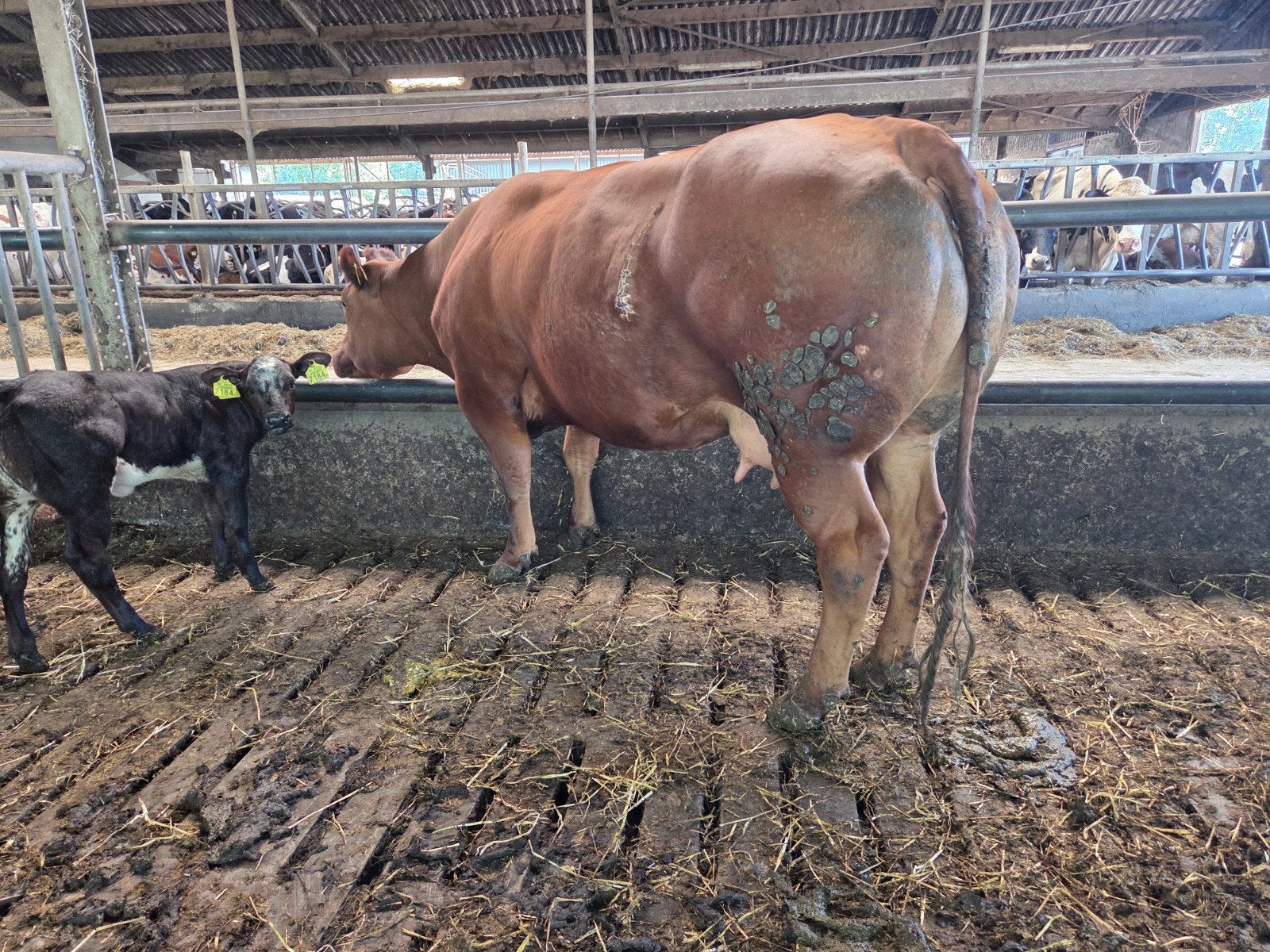 Dikbil pinkjes,stieren, Dieren en Toebehoren, Runderen, Mannelijk