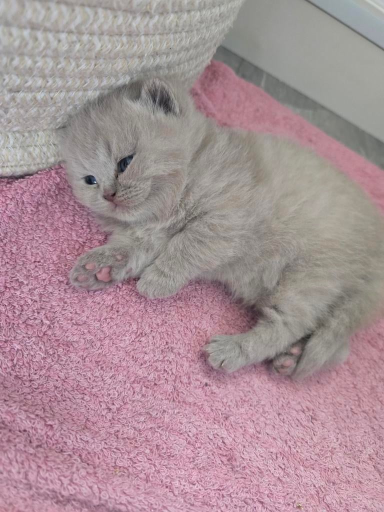 Britse korthaar kittens, Meerdere dieren, Ontwormd