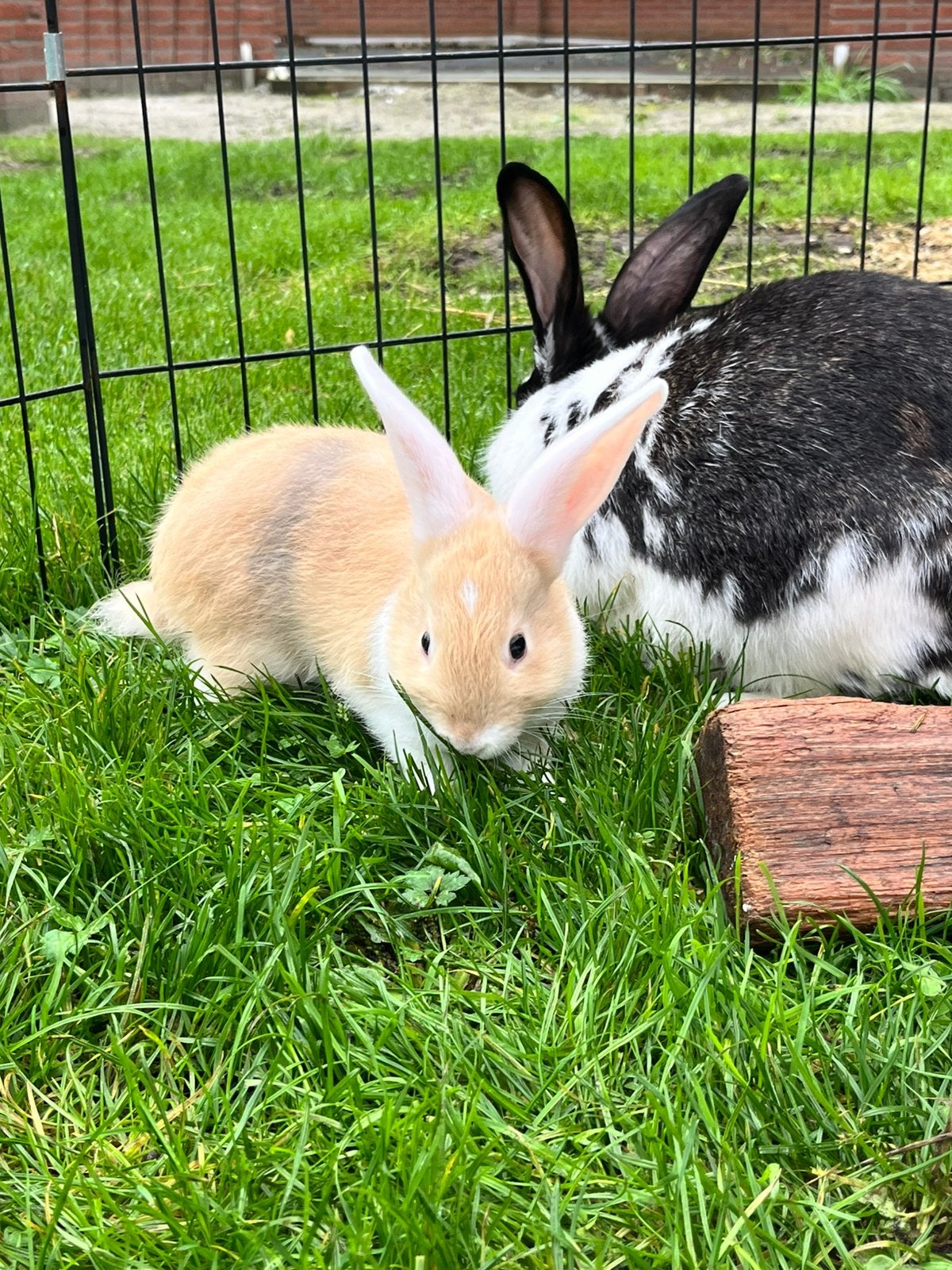 4 mooie lotharinger konijnen, Dieren en Toebehoren, Mannelijk, Groot