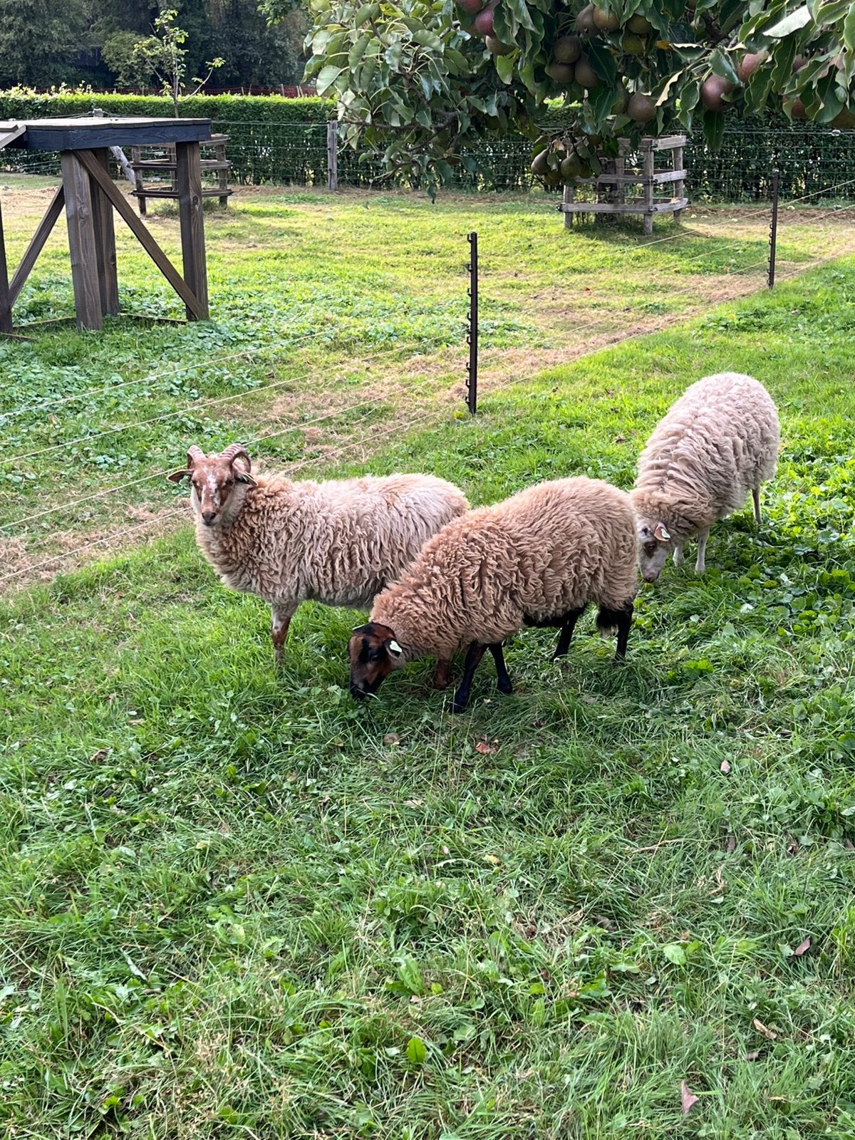 Te koop: Heide schapen, Dieren en Toebehoren, Schapen, Geiten en Varkens, Vrouwelijk, Schaap