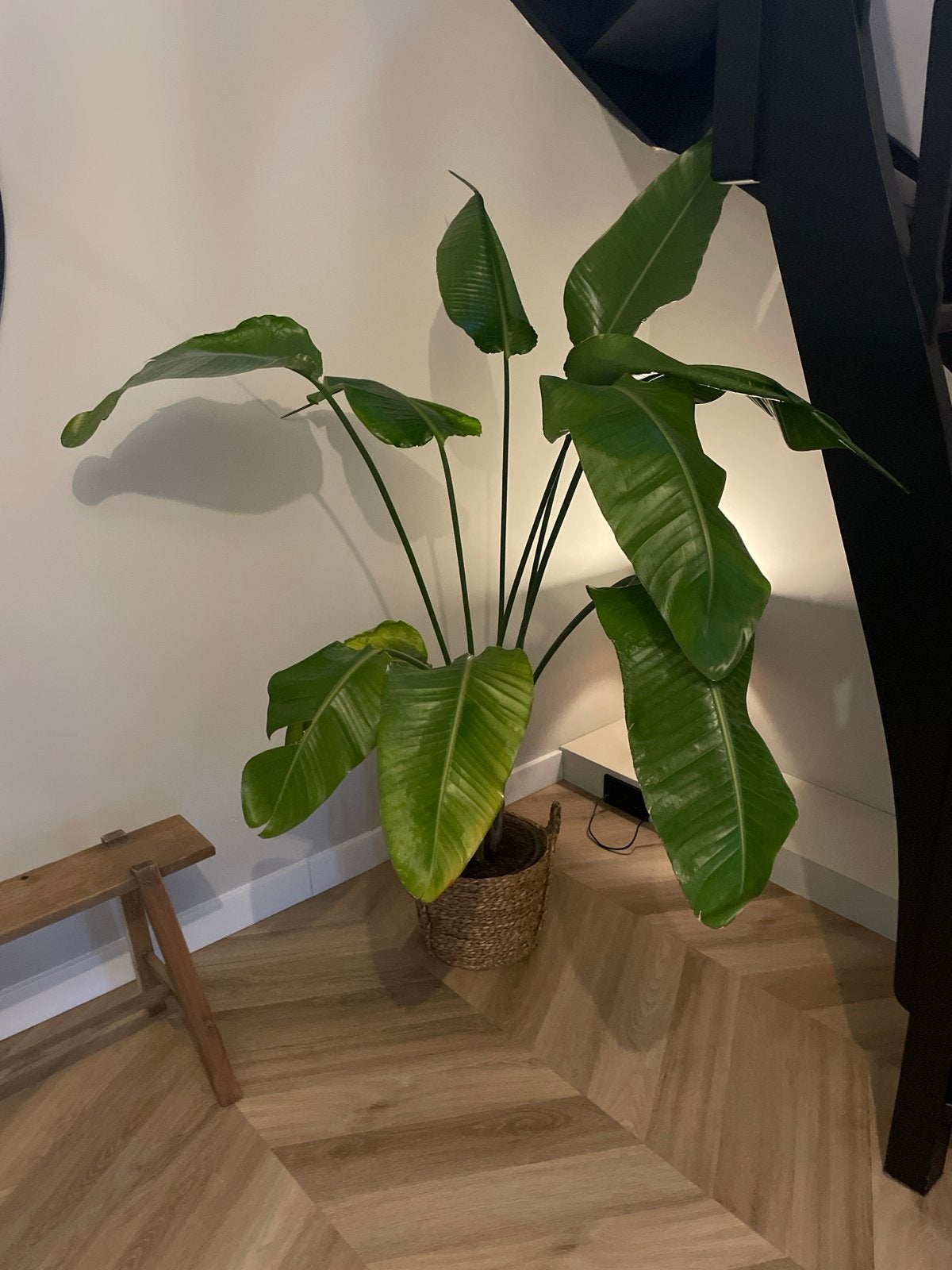 Strelitzia Nicolai - Paradijsvogelplant, Ophalen, Overige soorten, Halfschaduw, In pot