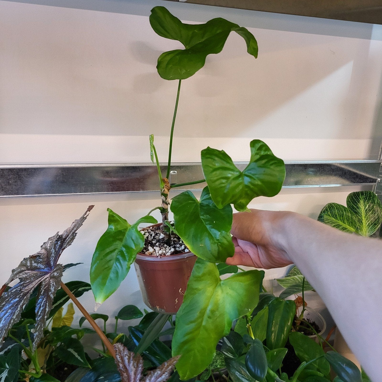 Anthurium balaoanum, Huis en Inrichting, Kamerplanten, Ophalen of Verzenden, Halfschaduw, Minder dan 100 cm