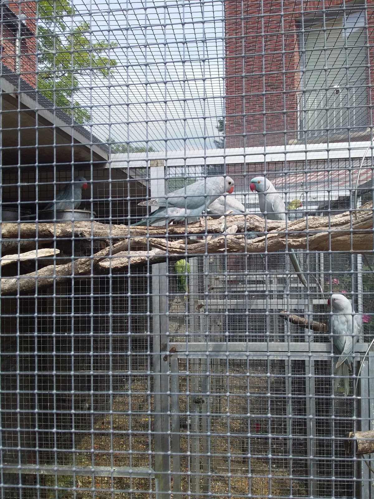Halsbanden, Dieren en Toebehoren, Vogels | Duiven, Meerdere dieren, Overige soorten